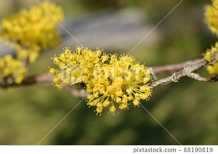 山茱萸黃花 88190819