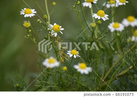 Wild flowers, La Pampa. Patagonia, Argentina Wild flowers, La Pampa. Patagonia, Argentina 88191073