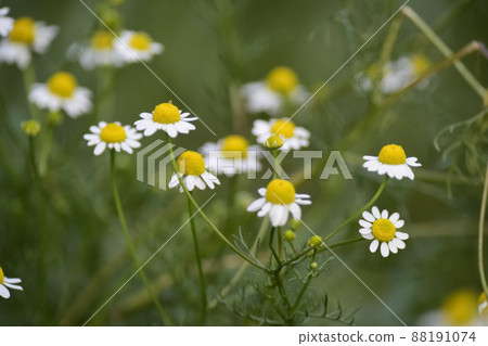 Wild flowers, La Pampa.  Patagonia, Argentina 88191074