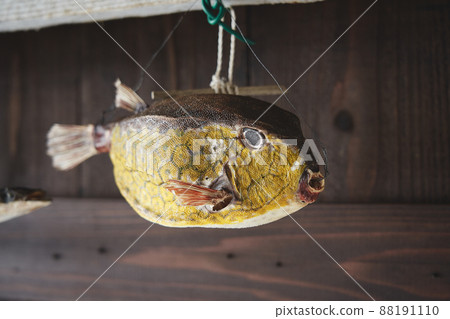 釀的河豚 88191110