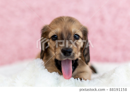 Puppy Kaninhen Dachshund Puppy Kaninhen Dachshund 88191158