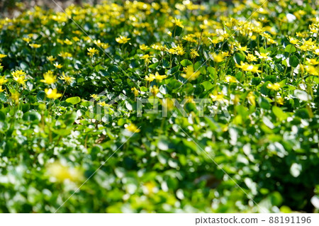 Spring wildflower, Lesser celandine Spring wildflower, Lesser celandine 88191196