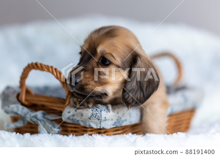 小狗 Kaninhen 臘腸 小狗 Kaninhen 臘腸 88191400