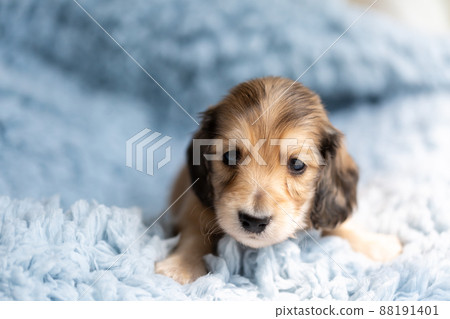 小狗 Kaninhen 臘腸 小狗 Kaninhen 臘腸 88191401