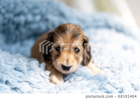 小狗 Kaninhen 臘腸 88191404