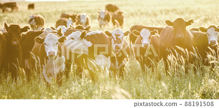 Cows aerial view, Buenos Aires,Argentina Cows aerial view, Buenos Aires,Argentina 88191508