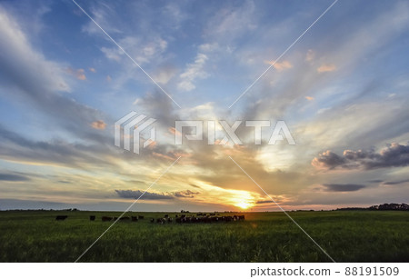 Cows at sunset in La Pampa, Argentina Cows at sunset in La Pampa, Argentina 88191509