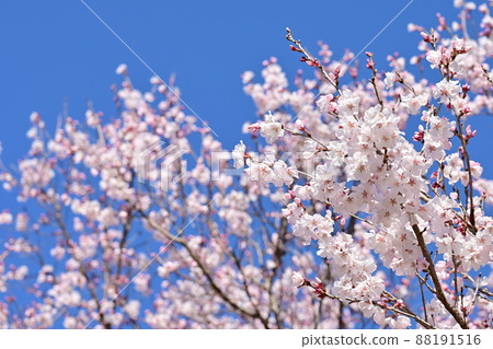 櫻桃月桂 (薔薇科) 花和藍天 88191516