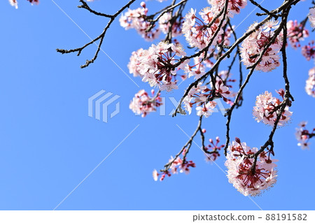 Cherry laurel (Rosaceae) flowers and blue sky Cherry laurel (Rosaceae) flowers and blue sky 88191582