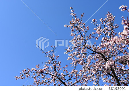 早春開花的櫻桃月桂(薔薇科)花 早春開花的櫻桃月桂(薔薇科)花 88192091