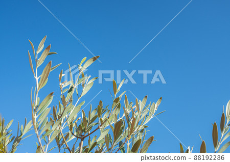 橄欖葉子和藍天 橄欖葉子和藍天 88192286