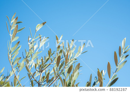 Olive leaves and blue sky Olive leaves and blue sky 88192287