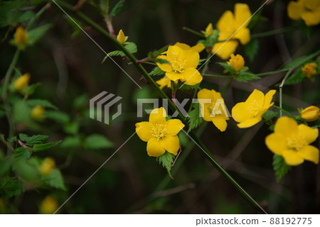 Yellow flowers that color the meadow 88192775