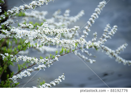 Spiraea thunbergii shining in the sun 88192776