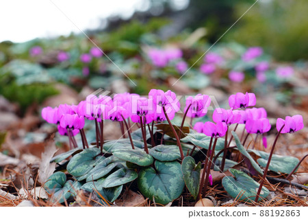地面種植的仙客來花 88192863
