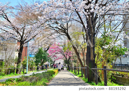 Tamako Bicycle Pedestrian Road / Hanakoganei Station-Kodaira Station (Kodaira City, Tokyo) [2022.3] 88193292