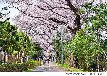 Tamako Bicycle Pedestrian Road / Hanakoganei Station-Kodaira Station (Kodaira City, Tokyo) [2022.3] 88193303