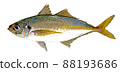 Fish horse mackerel real alone 88193686