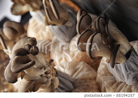 Oyster mushrooms growing in sawdust, closeup. Cultivation of fungi 88194287