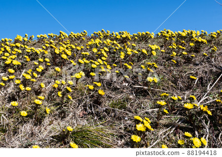 預示春天到來的黃色花朵在藍天福壽莊 88194418