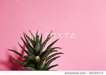 Beautiful succulent (Haworthia fasciata) on pink background. Space for text Beautiful succulent (Haworthia fasciata) on pink background. Space for text 88194575