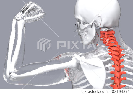 Human skeleton with highlighted spine. 3D illustration Human skeleton with highlighted spine. 3D illustration 88194855