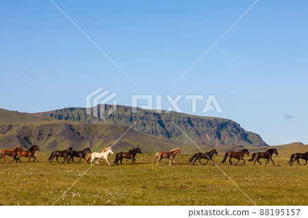 Icelandic Horses Running Across a Field in Iceland Icelandic Horses Running Across a Field in Iceland 88195157
