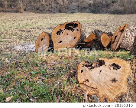 diseased tree cutted log trunk detail 88195310