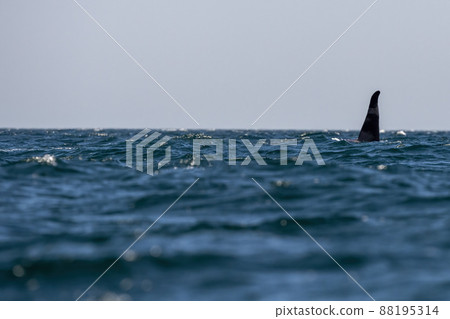 Orca coming to you in cortez sea mexico close up encounter 88195314