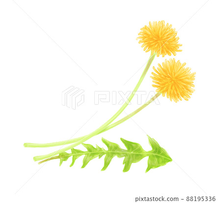 在數字水彩畫的蒲公英框架 在數字水彩畫的蒲公英框架 88195336