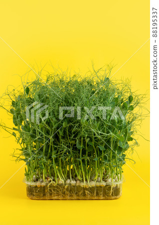 Juicy young shoots of micro-green peas close-up on a yellow background. Production of environmentally friendly vitamin nutrition Juicy young shoots of micro-green peas close-up on a yellow background. Production of environmentally friendly vitamin nutrition 88195337