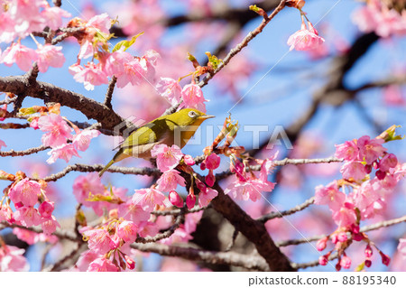 Mejiro和Kawazu櫻桃樹 Mejiro和Kawazu櫻桃樹 88195340