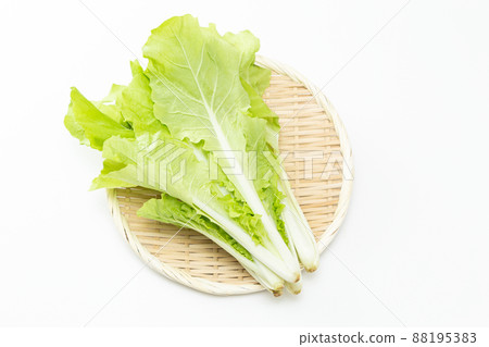 Shandong greens white background 88195383