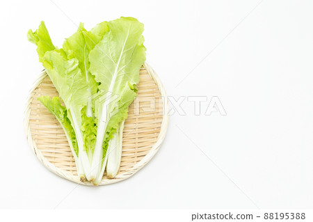 Shandong greens white background Shandong greens white background 88195388