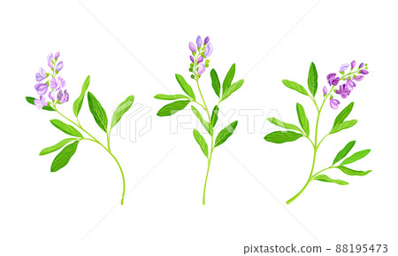 Meadow flowers set. Blooming Sally herbal plant vector illustration 88195473