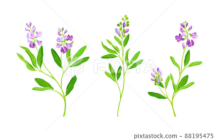 Pink meadow flowers set. Blooming Sally herb plant vector illustration Pink meadow flowers set. Blooming Sally herb plant vector illustration 88195475