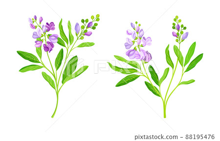 Pink meadow flowers set. Blooming Sally plant vector illustration 88195476