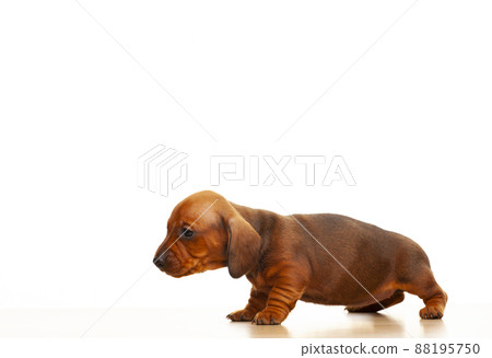 image of dog white background image of dog white background 88195750