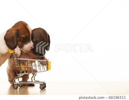 image of dog trolley white background image of dog trolley white background 88196311