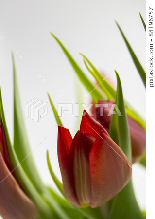 red tulips on white background copy space, greeting card, postcard, banner, cover, mockup, for your design vertical red tulips on white background copy space, greeting card, postcard, banner, cover, mockup, for your design vertical 88196757