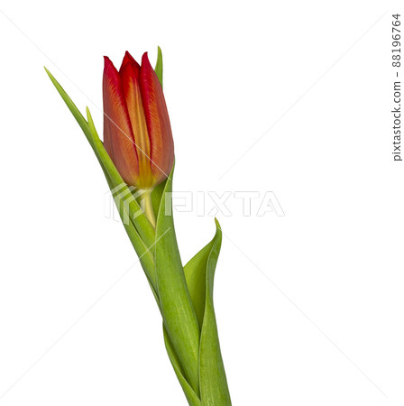 single red tulip with leaves on white background copy space, greeting card, postcard, banner, cover, mockup, for your design vertical single red tulip with leaves on white background copy space, greeting card, postcard, banner, cover, mockup, for your design vertical 88196764