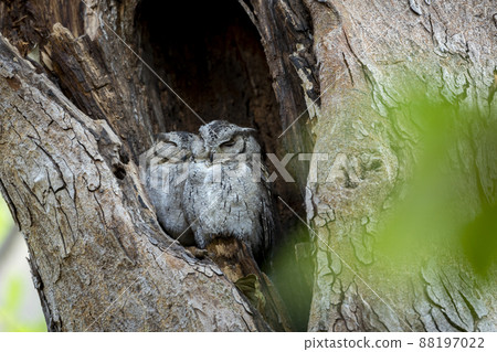 indian scops owl or Otus bakkamoena owlet pair together resting in nest during safari at ranthambore national park forest reserve rajasthan india indian scops owl or Otus bakkamoena owlet pair together resting in nest during safari at ranthambore national park forest reserve rajasthan india 88197022