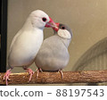 Java sparrow good friends 88197543