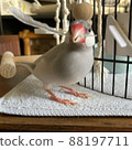 Java sparrow playing with the missing feathers 88197711