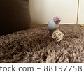 Java sparrow staring at a toy 88197758