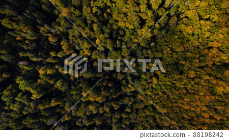 aerial forest view in autumn colors. Wood aerial forest view in autumn colors. Wood 88198242