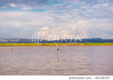 Flamingos at the salt lake of Larnaca, Cyprus Flamingos at the salt lake of Larnaca, Cyprus 88198307