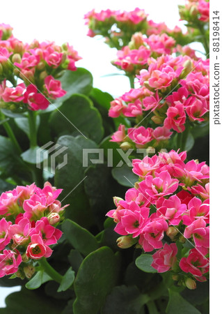 Kalanchoe盛開 Kalanchoe盛開 88198414