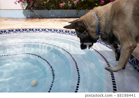The dog wants to catch a ball out of swimming pool. The dog wants to catch a ball out of swimming pool. 88198441