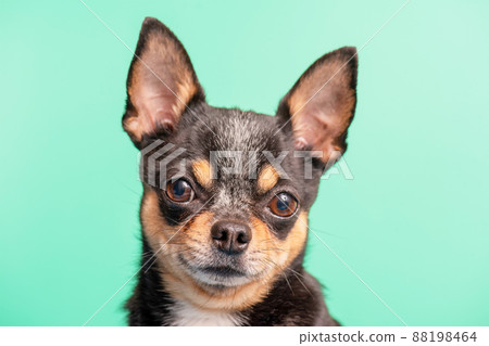 Portrait of a dog of the Chihuahua breed on a green background. Dog tricolor. 88198464